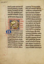 Un nibbio (uccello)
